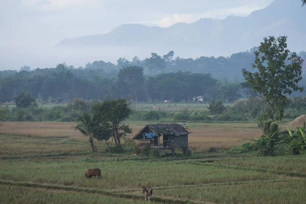 Landscape and agriculture land in Thailand — Stock Photo, Image