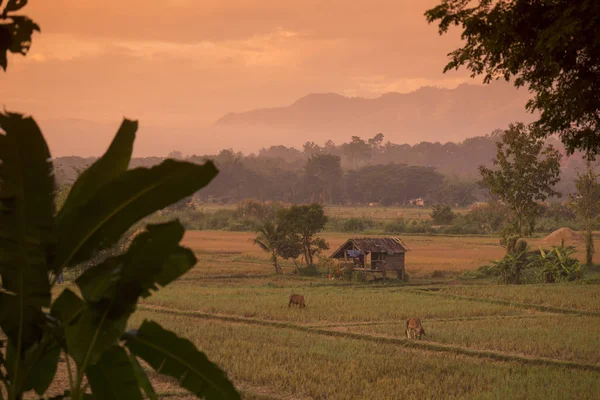 Landscape and agriculture land in Thailand — Stock Photo, Image