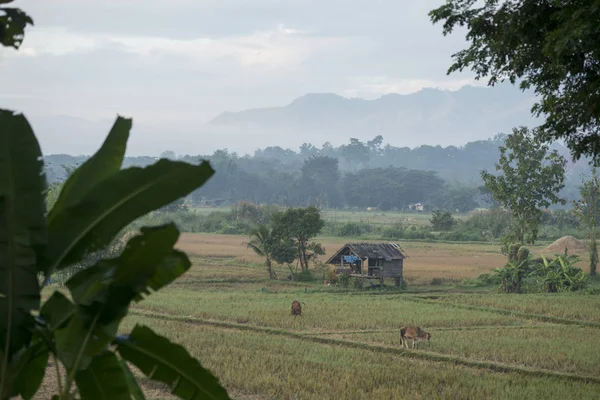 Landscape and agriculture land in Thailand — Stock Photo, Image