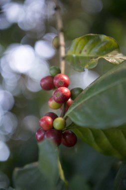 Tayland bir kahve saç ekimi