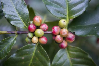 Tayland bir kahve saç ekimi