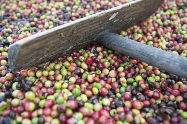 Tayland bir kahve saç ekimi