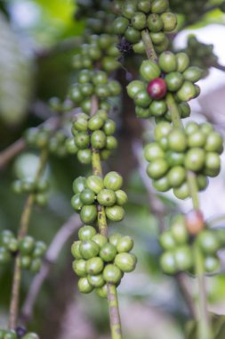 Tayland bir kahve saç ekimi