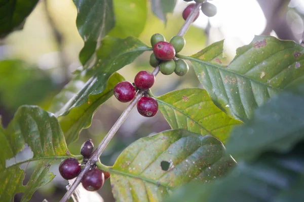 在泰国的咖啡种植园 — 图库照片