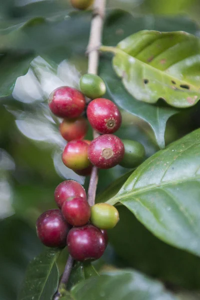 Une plantation de café en Thaïlande — Photo