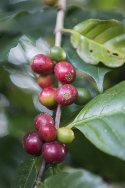 A coffee plantation Thaiföldön — Stock Fotó