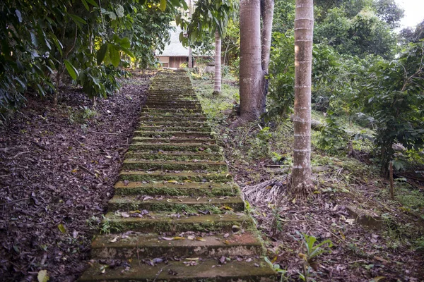 タイのコーヒー農園 — ストック写真