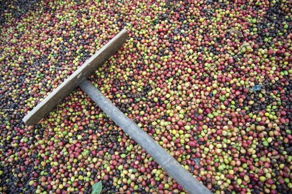 Una plantación de café en Tailandia — Foto de Stock