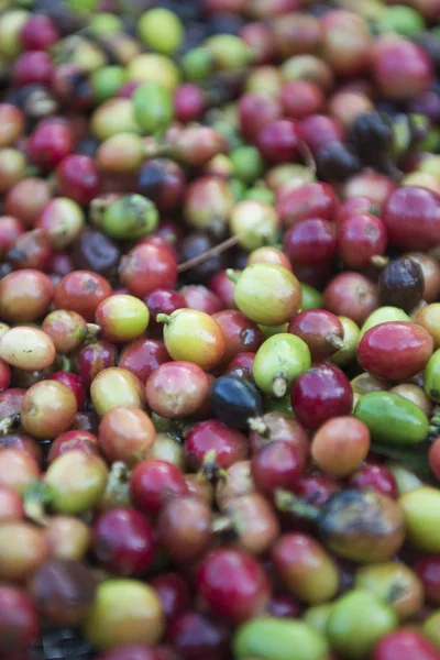 Eine Kaffeeplantage in Thailand — Stockfoto