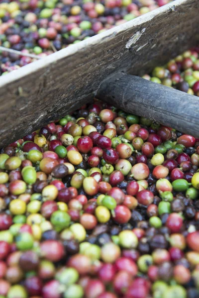 Una plantación de café en Tailandia — Foto de Stock