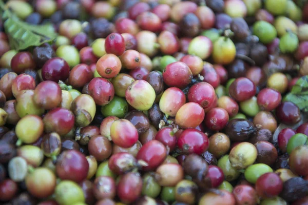 Una plantación de café en Tailandia — Foto de Stock