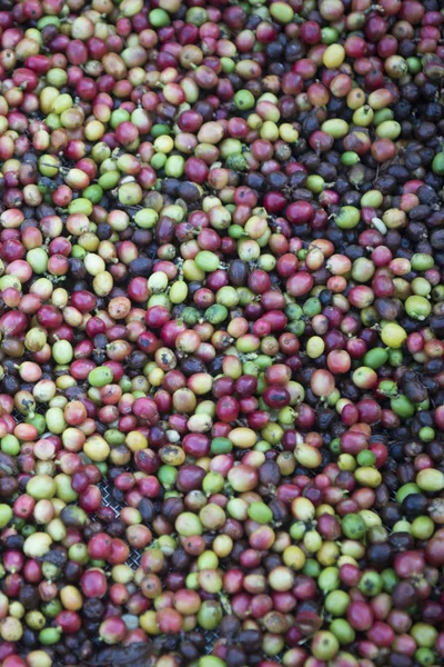 Una plantación de café en Tailandia — Foto de Stock