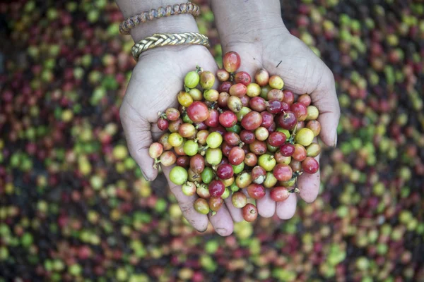 Een koffieplantage in Thailand — Stockfoto