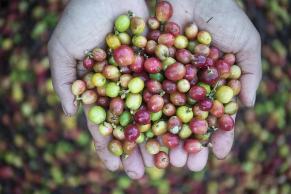 Uma plantação de café na Tailândia — Fotografia de Stock