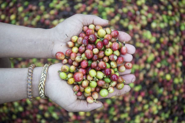 Кофейная плантация в Таиланде — стоковое фото
