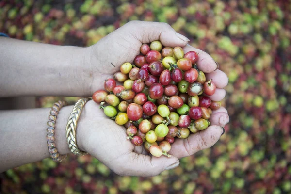 Una plantación de café en Tailandia — Foto de Stock