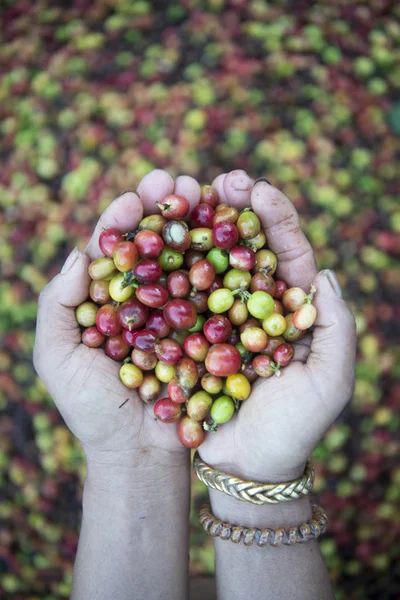 Plantacji kawy w Tajlandii — Zdjęcie stockowe