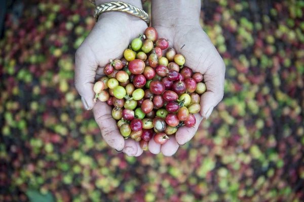 Una plantación de café en Tailandia — Foto de Stock