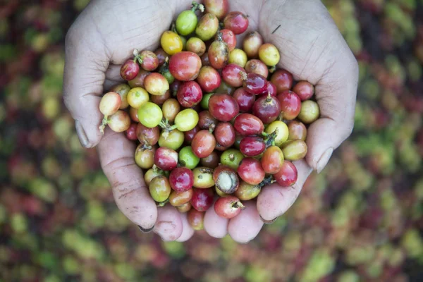 Кофейная плантация в Таиланде — стоковое фото