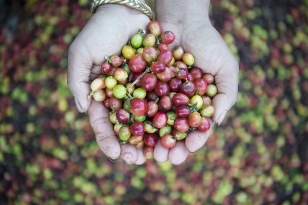 Kávové plantáže v Thajsku — Stock fotografie