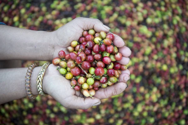 Una plantación de café en Tailandia — Foto de Stock