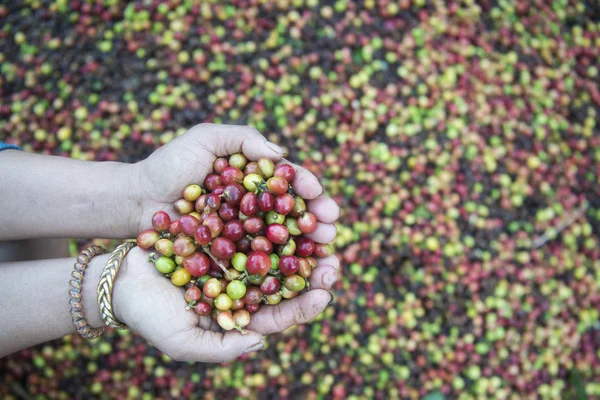 Eine Kaffeeplantage in Thailand — Stockfoto