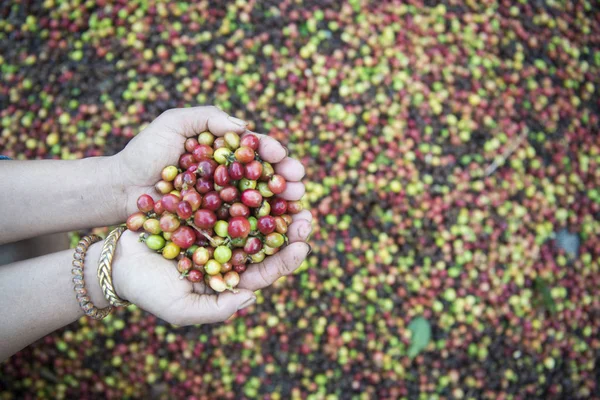 Kávové plantáže v Thajsku — Stock fotografie