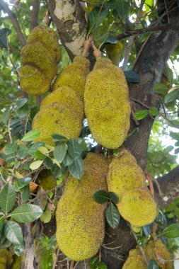 tepelerde bir nefesi Ekim