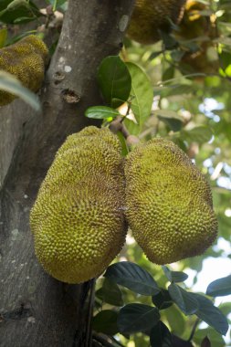 tepelerde bir nefesi Ekim