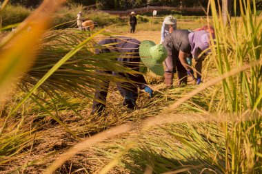 alanında bulunan Tayland pirinç kazanç, çiftçiler