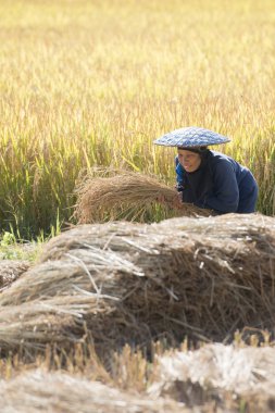 alanında bulunan Tayland pirinç kazanç, çiftçi