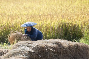 alanında bulunan Tayland pirinç kazanç, çiftçi
