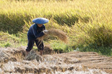 alanında bulunan Tayland pirinç kazanç, çiftçi