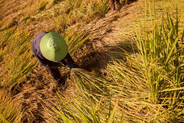 Agricultores de arroz que ganan en el campo en Tailandia — Foto de Stock