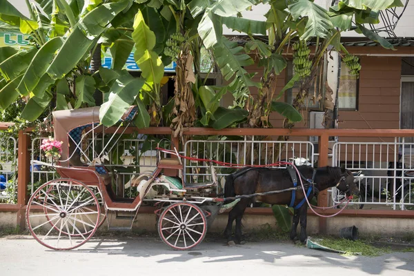Şehir Lampang Tayland at arabası — Stok fotoğraf