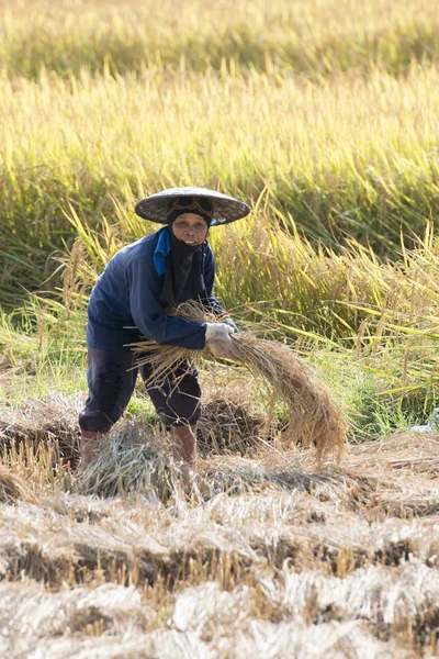 Agriculteur au riz gagnant dans le champ en Thaïlande — Photo