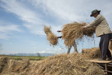  sahada çalışan çiftçi