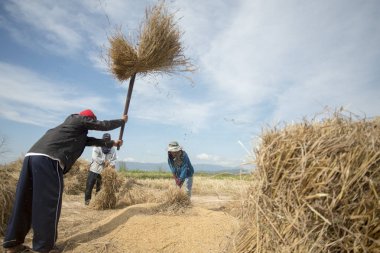  sahada çalışan çiftçi
