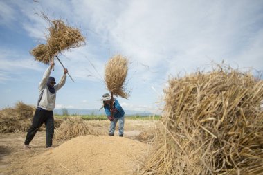  sahada çalışan çiftçi