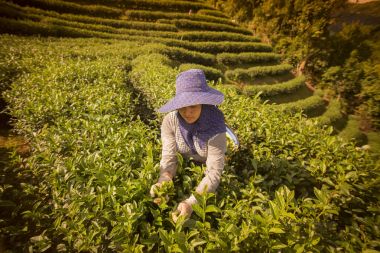 çay, çay plantasyon hasat