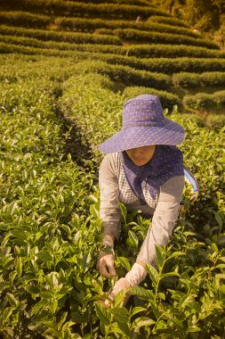 çay, çay plantasyon hasat