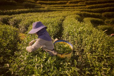 çay, çay plantasyon hasat