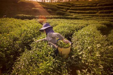 çay, çay plantasyon hasat