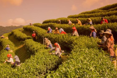 İnsanlar çay plantasyon üzerinde çalışma