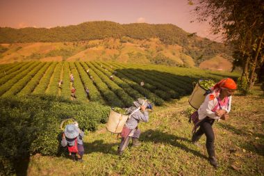 İnsanlar çay plantasyon üzerinde çalışma