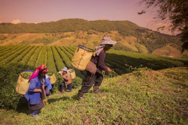 İnsanlar çay plantasyon üzerinde çalışma