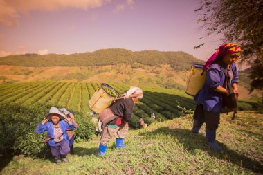 İnsanlar çay plantasyon üzerinde çalışma