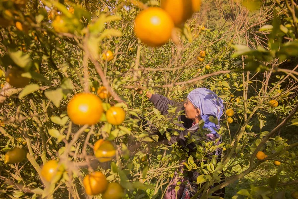 Femme travaillant sur la plantation d'orange — Photo