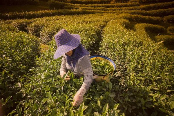 Урожай чая на чайной плантации — стоковое фото