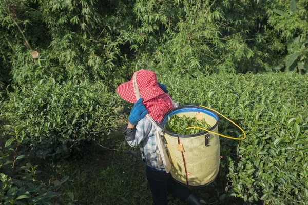 Thé Récolte à la plantation de thé — Photo